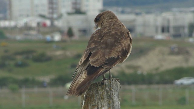 Chimango Caracara - ML612592551