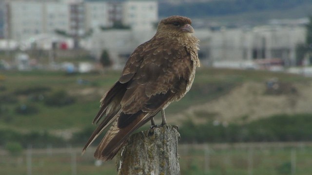 Chimango Caracara - ML612592552