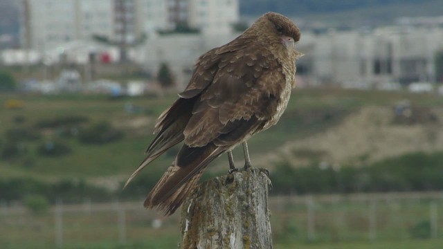 Chimango Caracara - ML612592553