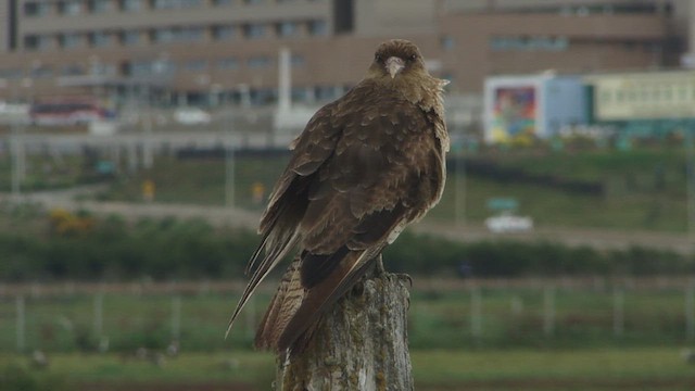 Chimango Caracara - ML612592554