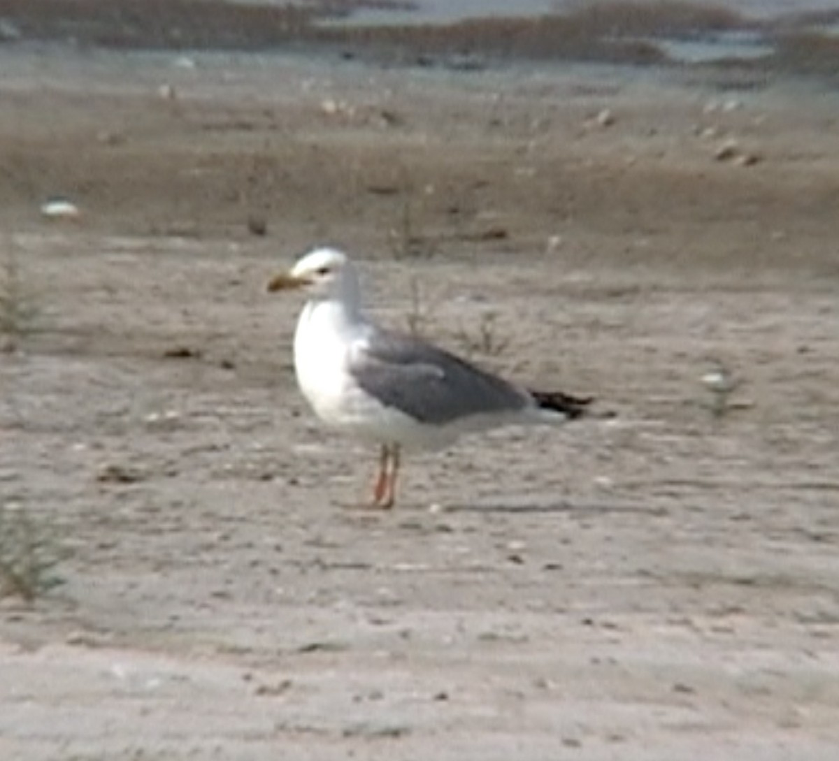 Yellow-legged Gull - Tommy Pedersen