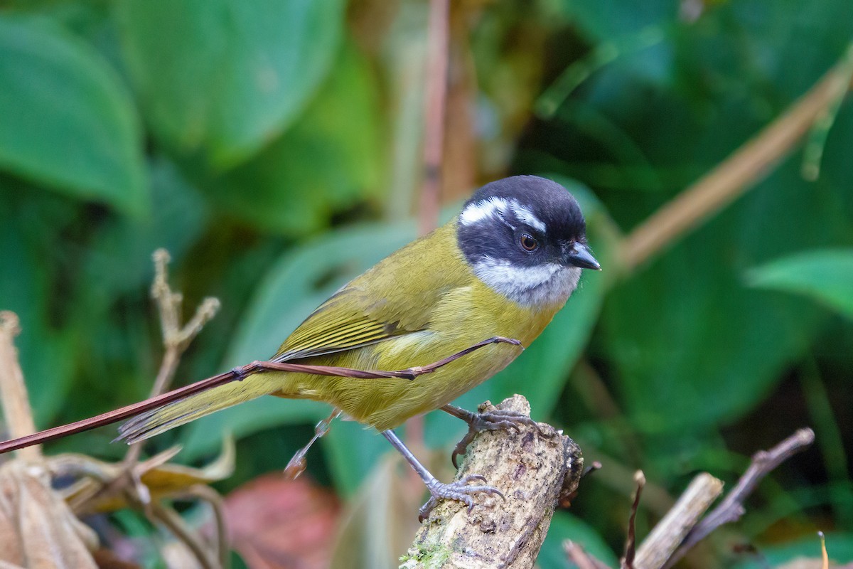 Sooty-capped Chlorospingus - ML612592616