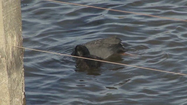 Foulque à jarretières - ML612592661