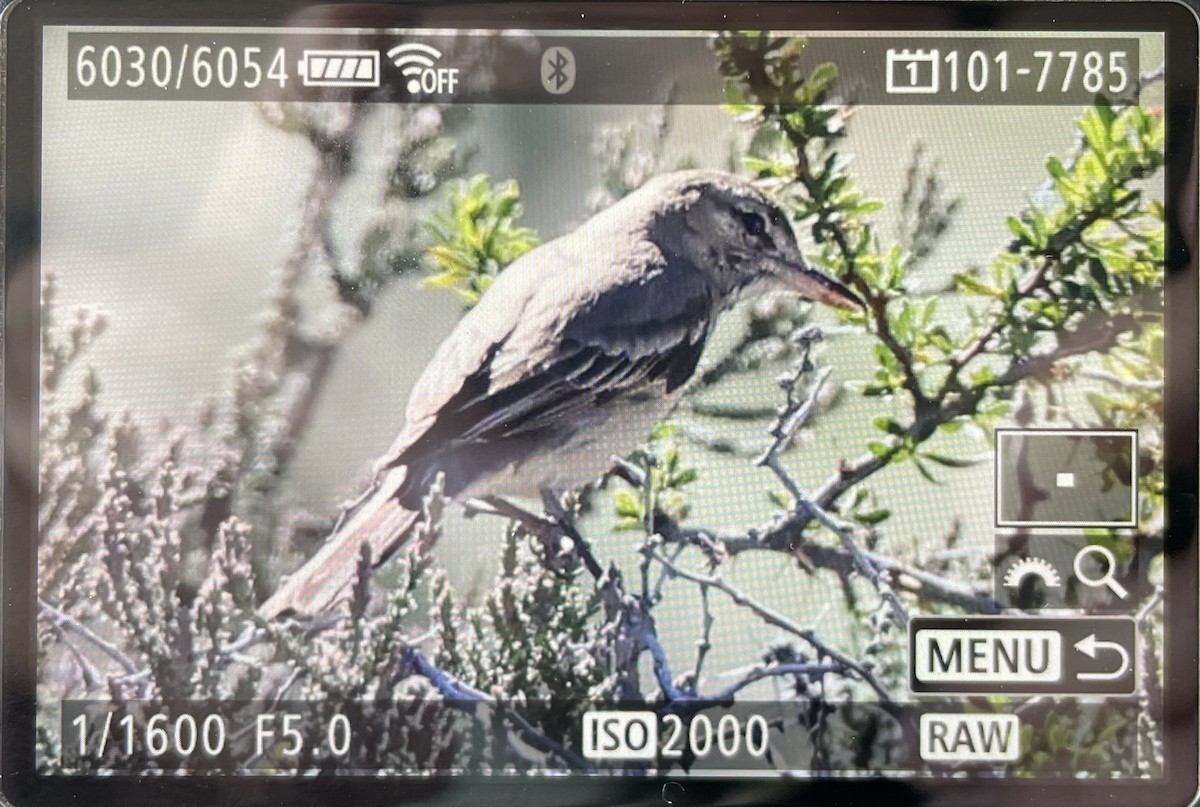 Gray-bellied Shrike-Tyrant - ML612592665