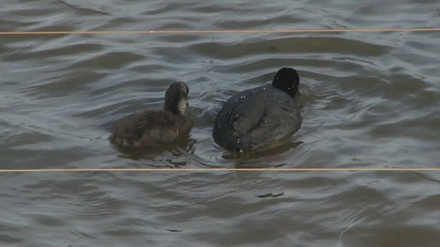 Foulque à jarretières - ML612592673