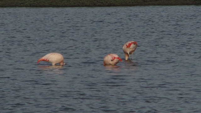 פלמינגו צ'יליאני - ML612592674