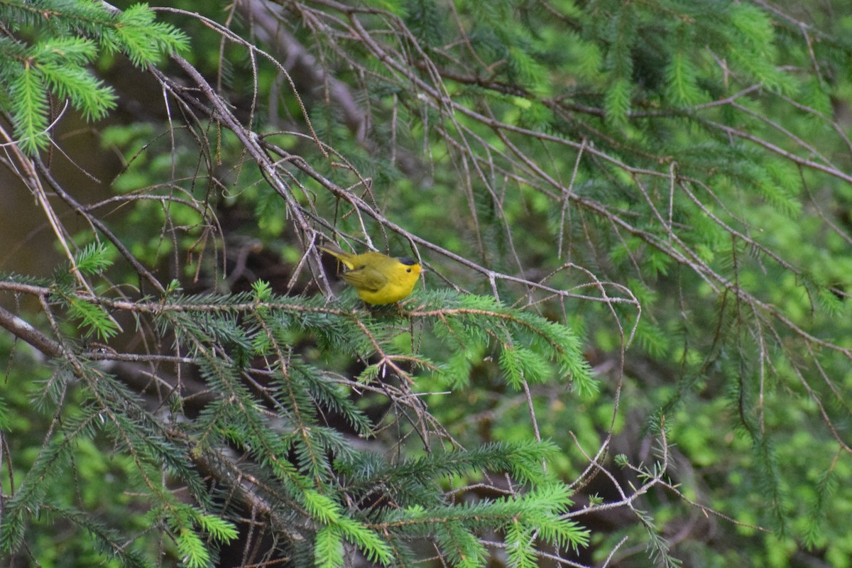 Wilson's Warbler - Andrew Naert