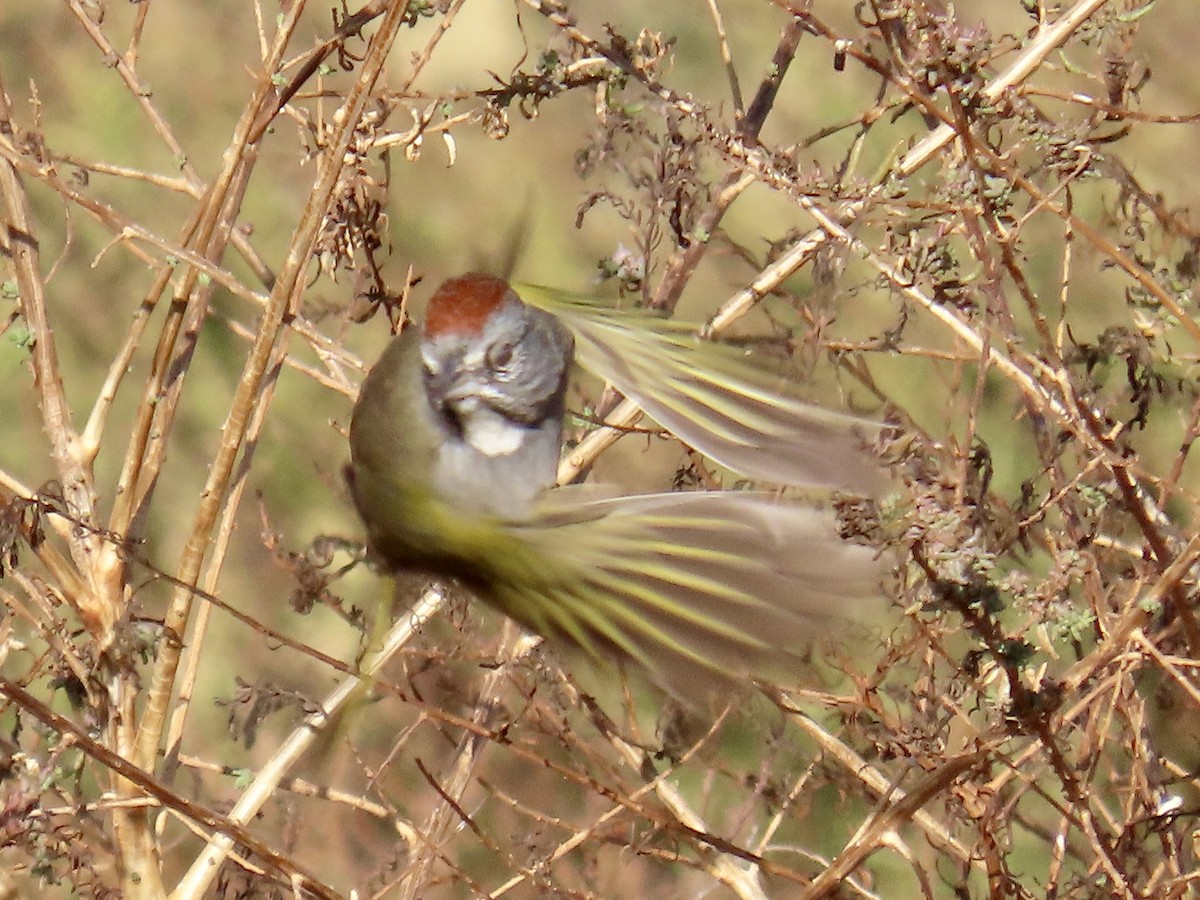 Green-tailed Towhee - ML612592747