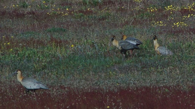 Black-faced Ibis - ML612592759