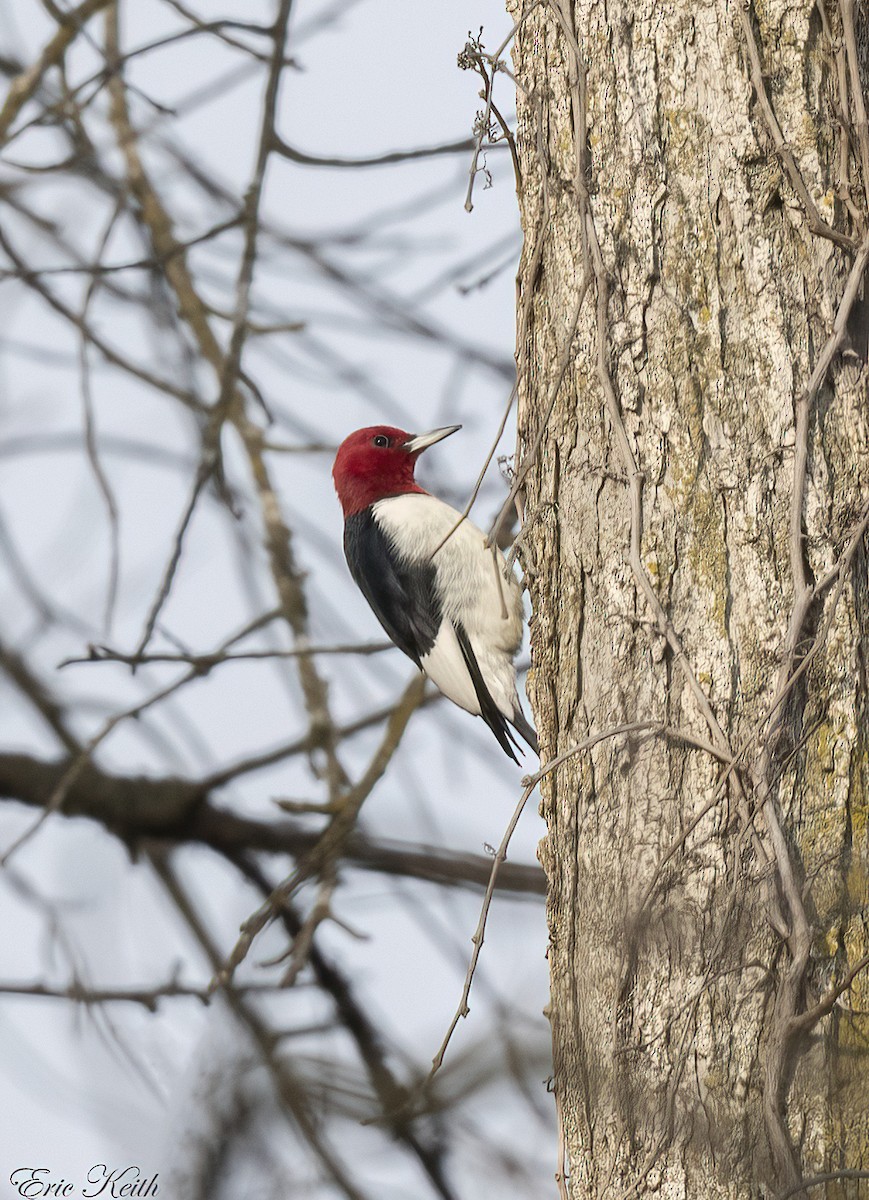 Red-headed Woodpecker - ML612592838