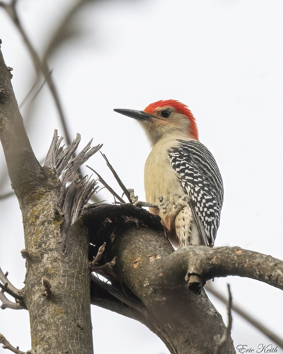 Red-bellied Woodpecker - ML612592844