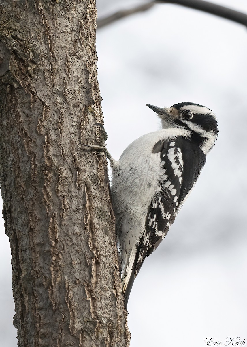 Downy Woodpecker - ML612592848