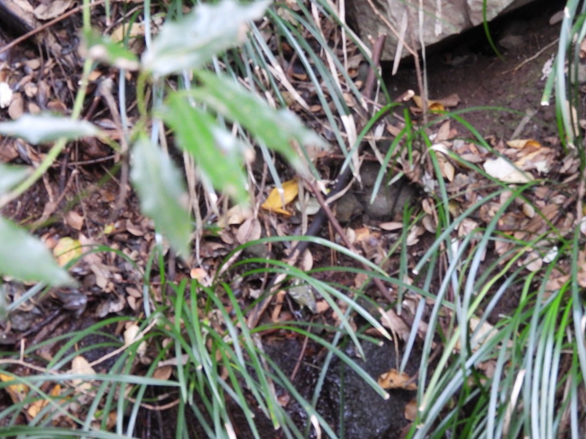 Yellow-bellied Tit - ML612592861