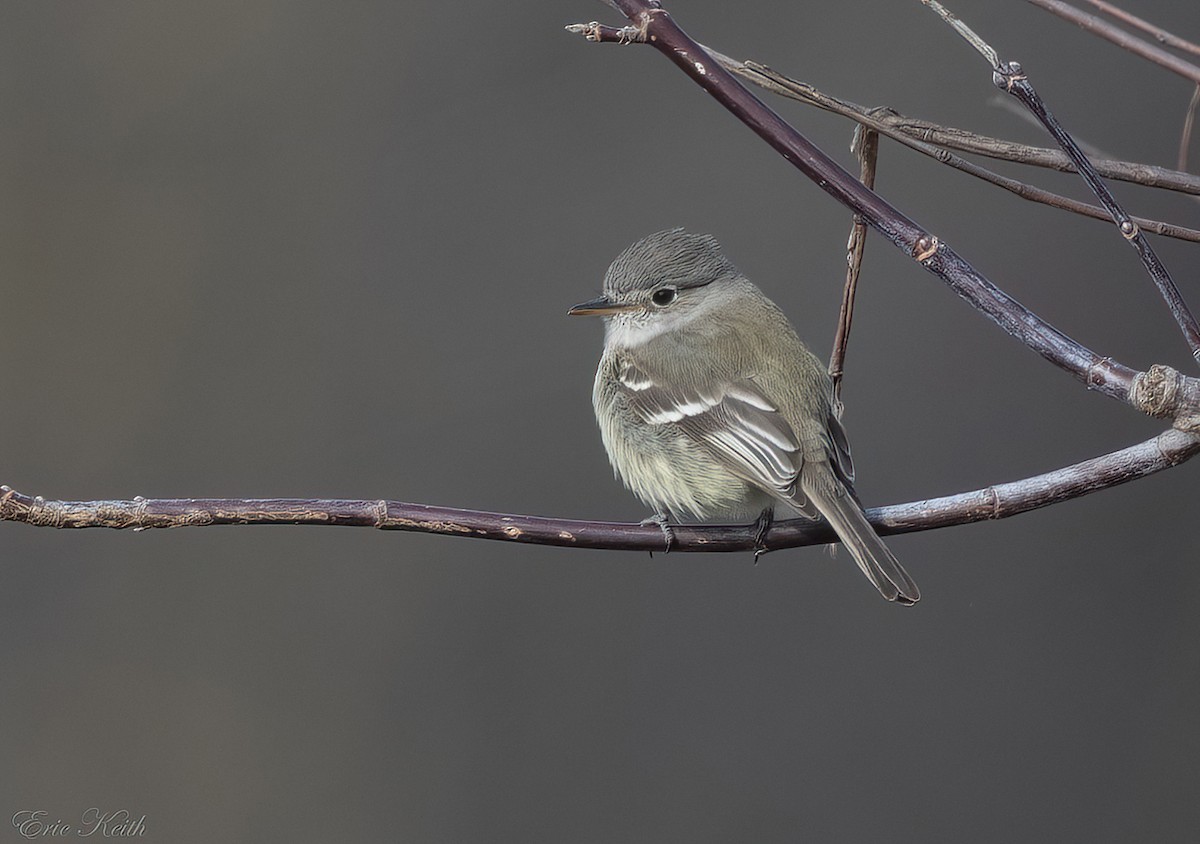 Gray Flycatcher - ML612592869