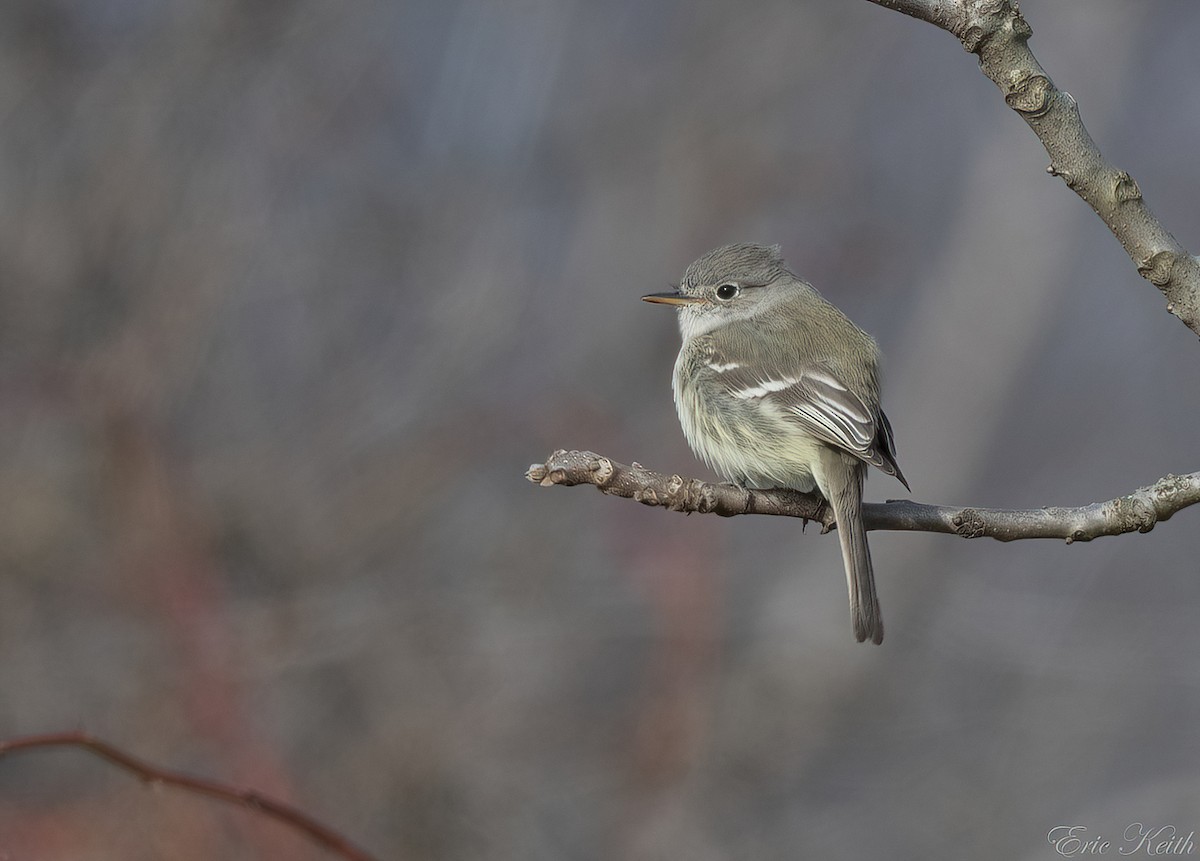 Gray Flycatcher - ML612592870