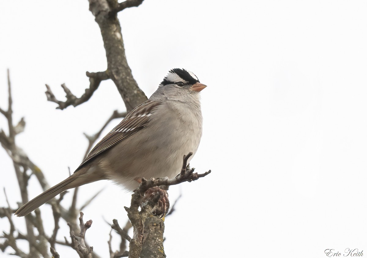 White-crowned Sparrow - ML612592893