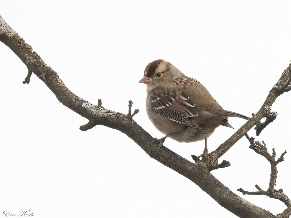 White-crowned Sparrow - Eric Keith