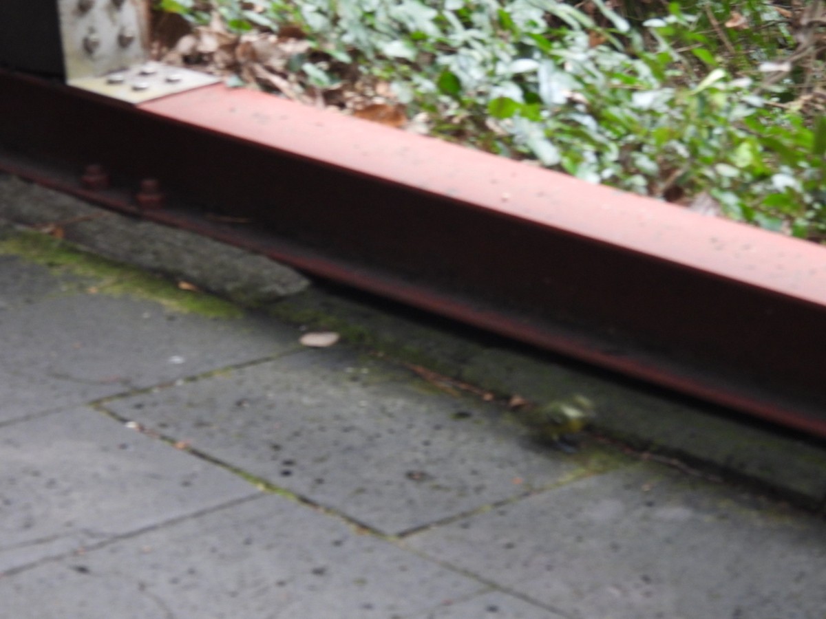 Yellow-bellied Tit - ML612592921