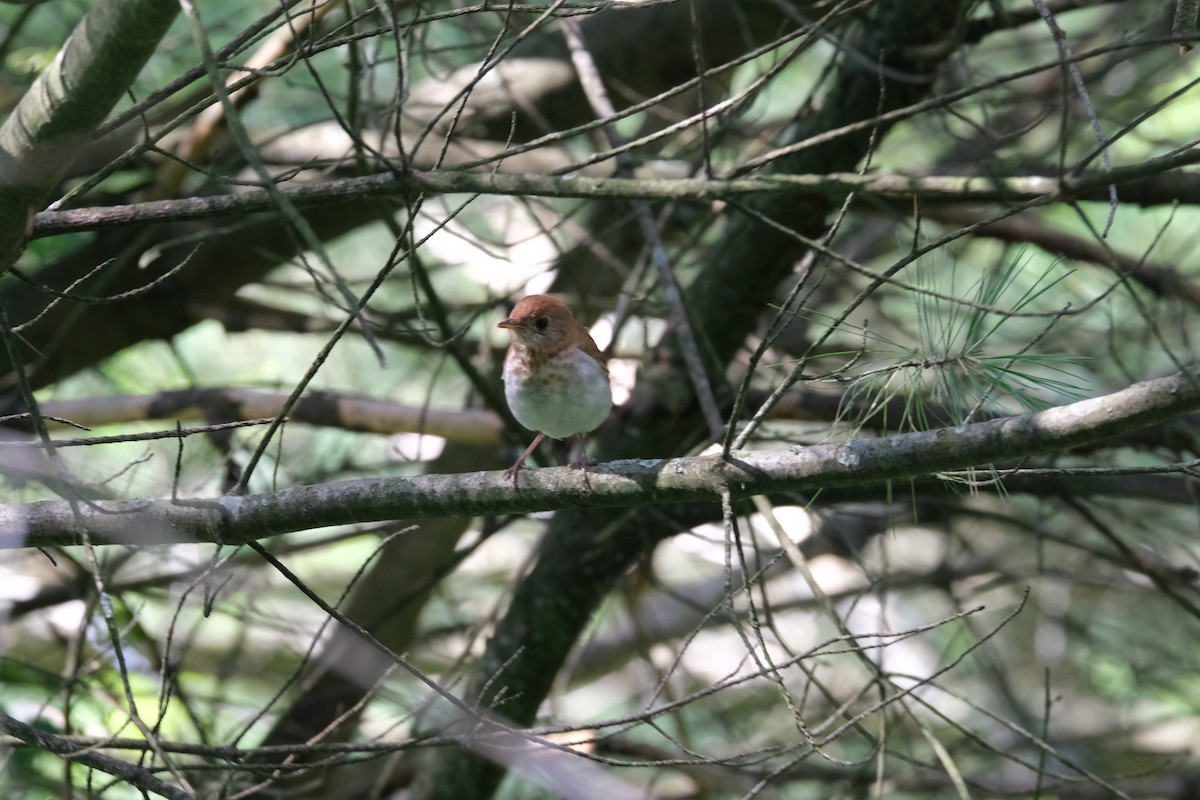 Veery - Luc Verreault