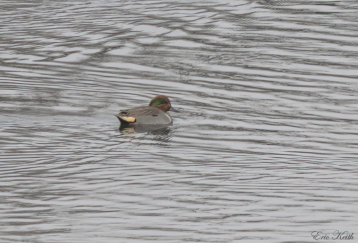 Green-winged Teal - ML612592929