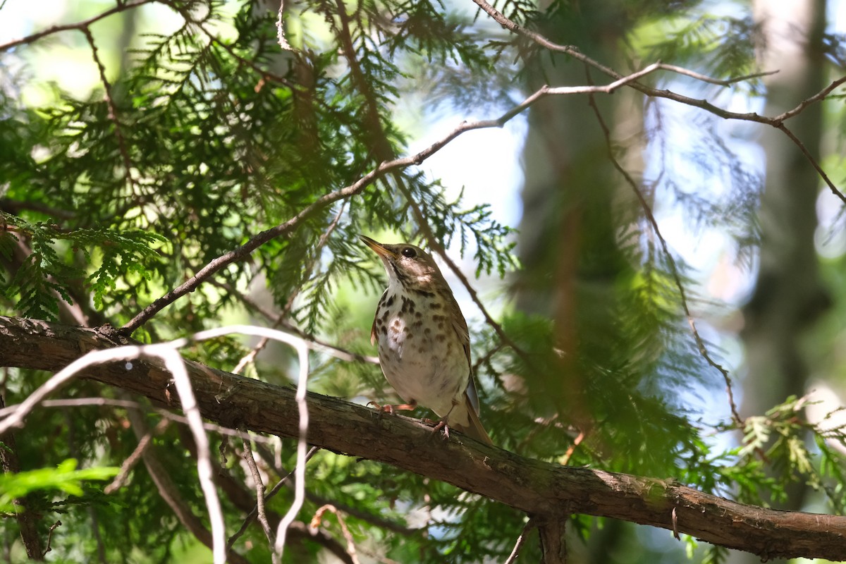 Hermit Thrush - ML612592946