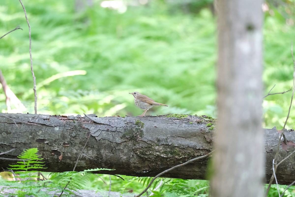 Hermit Thrush - ML612592949