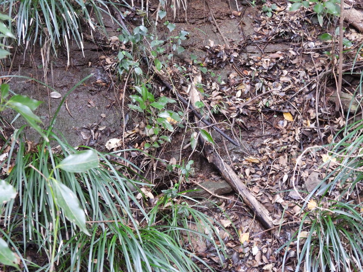 Yellow-bellied Tit - ML612592962