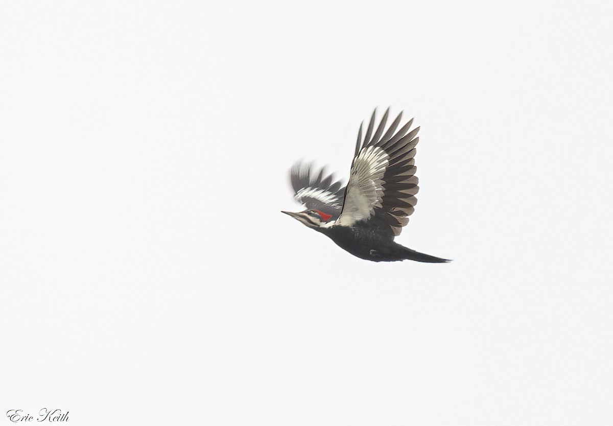 Pileated Woodpecker - ML612592974