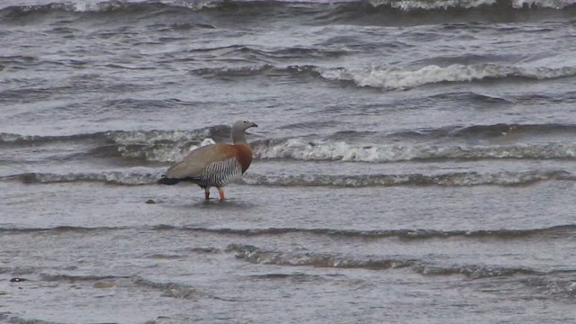 Ashy-headed Goose - ML612592984