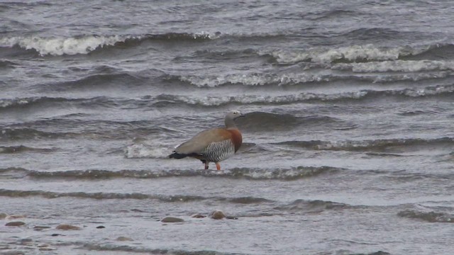 Ashy-headed Goose - ML612592985