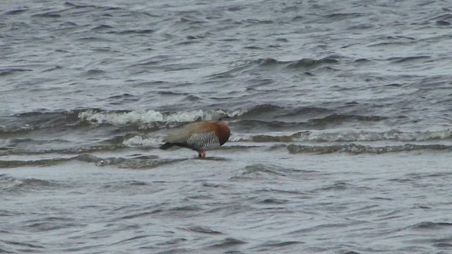 Ashy-headed Goose - ML612592989