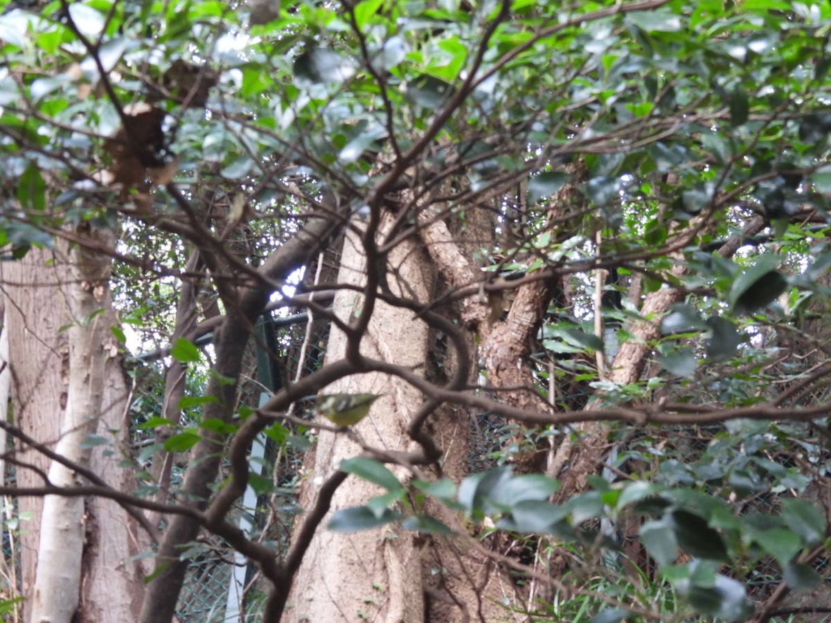 Yellow-bellied Tit - ML612593029