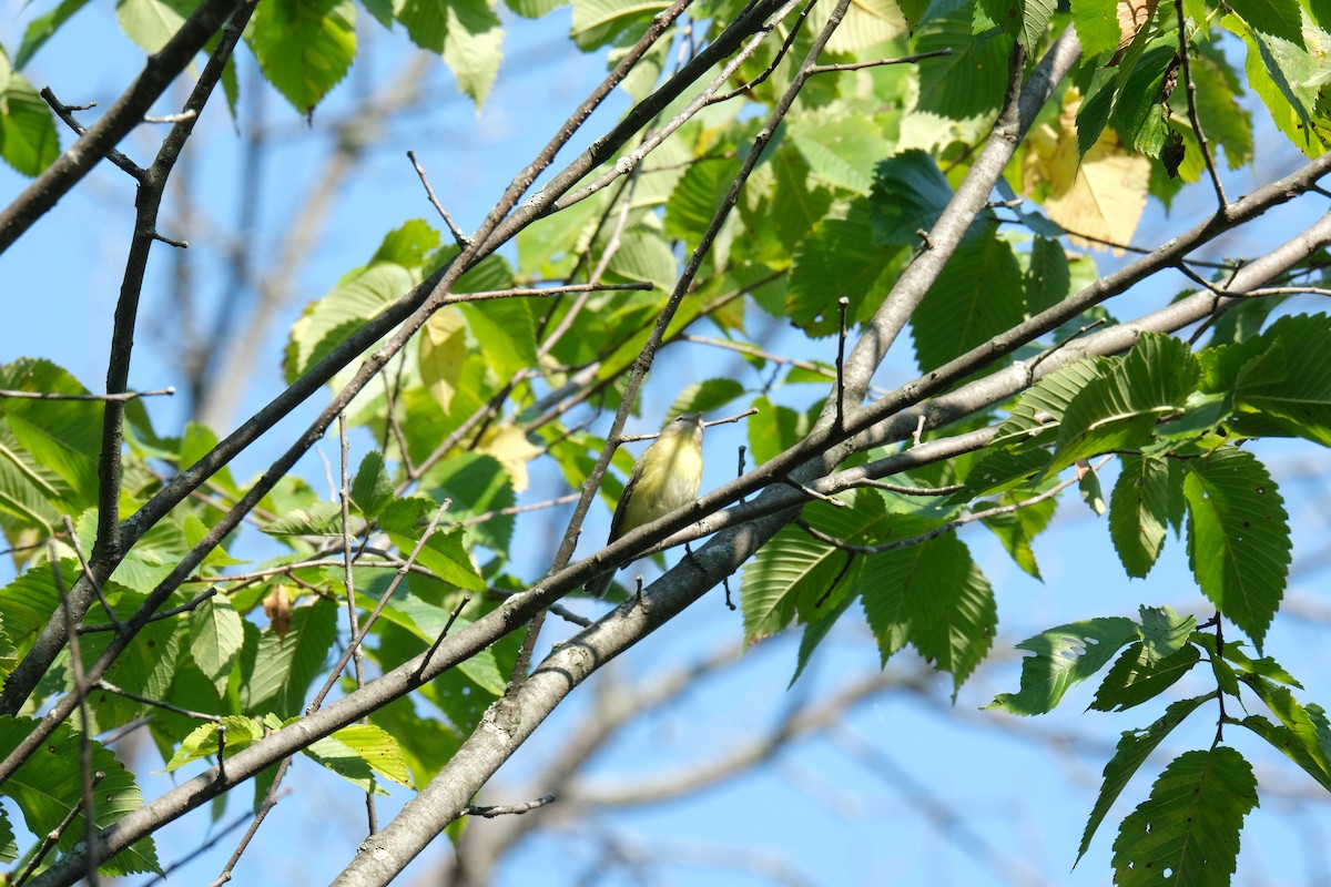 Philadelphia Vireo - ML612593211