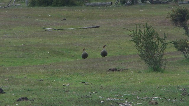 Ruddy-headed Goose - ML612593222