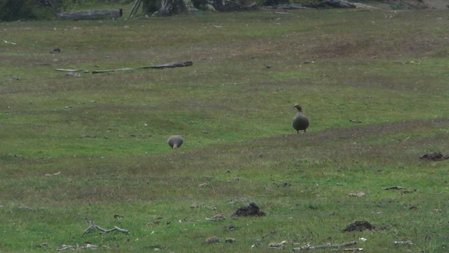 Ruddy-headed Goose - ML612593223
