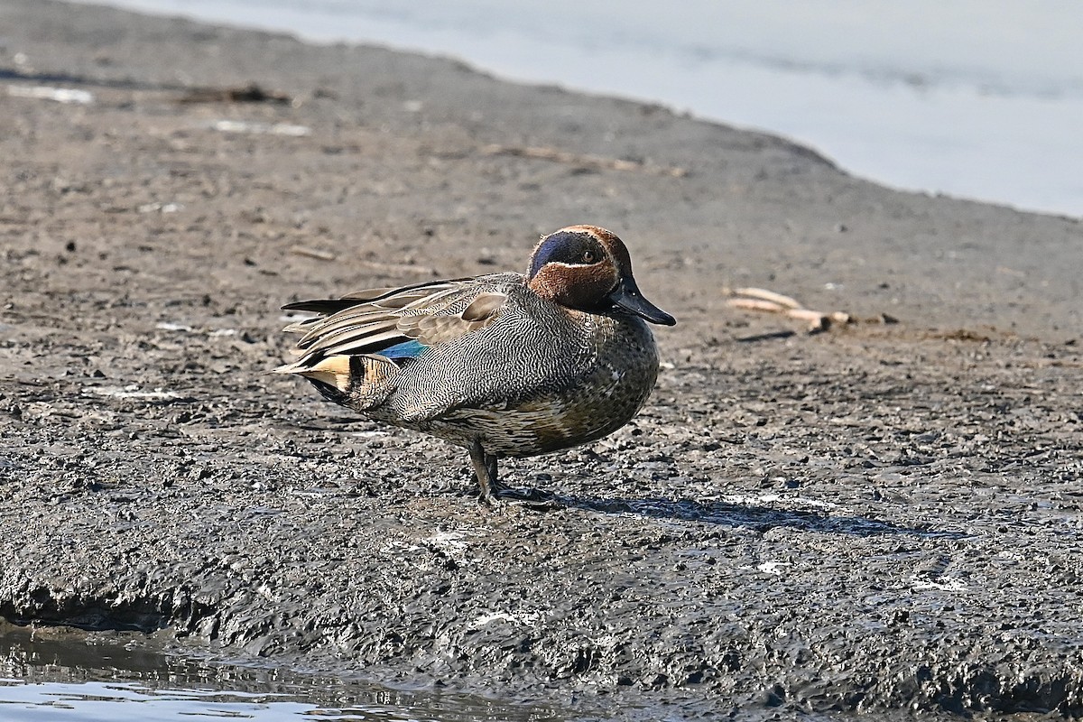 Green-winged Teal (Eurasian) - ML612593235