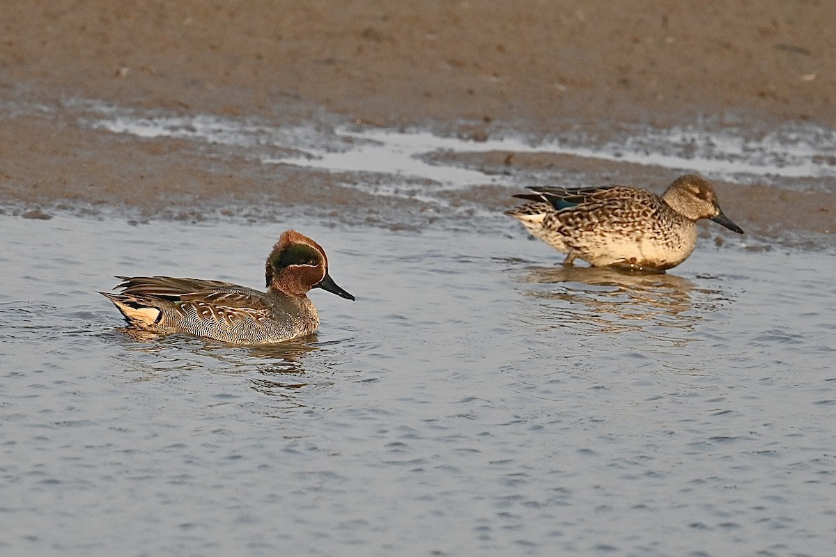 Green-winged Teal (Eurasian) - ML612593239