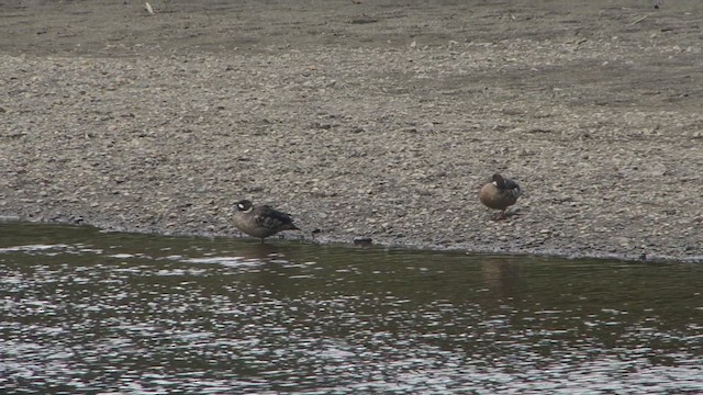 Spectacled Duck - ML612593266