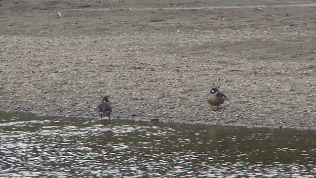 Spectacled Duck - ML612593271