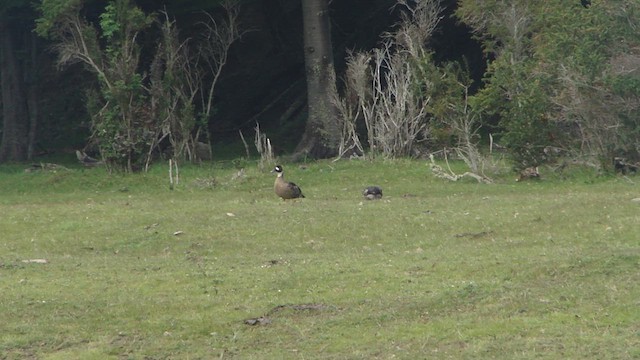 Canard à lunettes - ML612593272