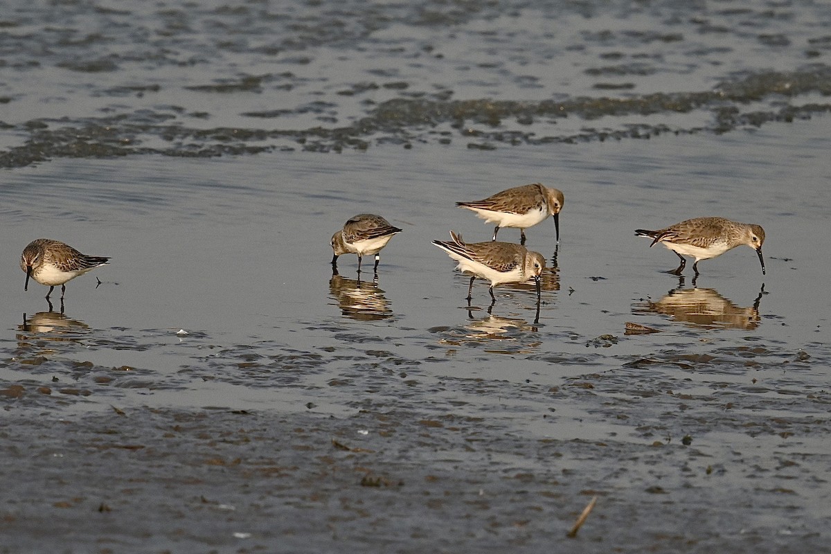 Dunlin - ML612593322