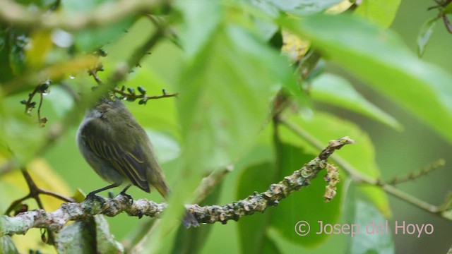 Mistletoe Tyrannulet - ML612593334