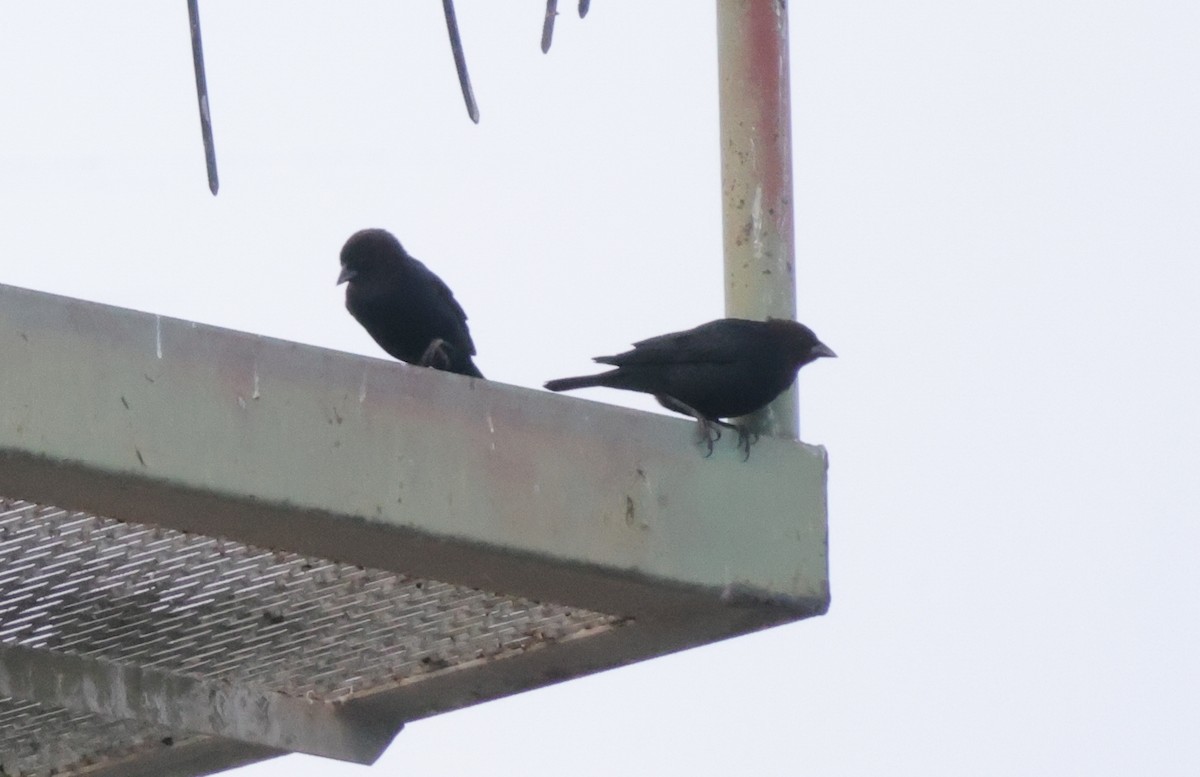 Brown-headed Cowbird - ML612593345