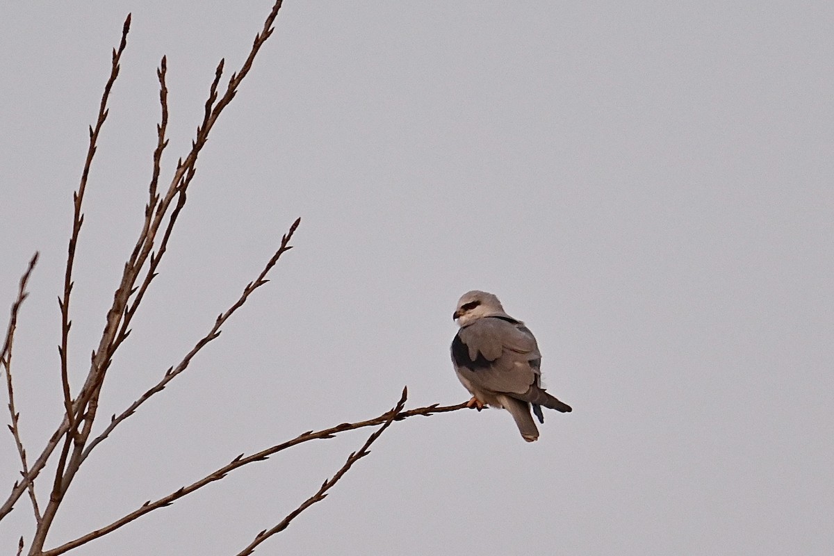 Black-winged Kite - ML612593348