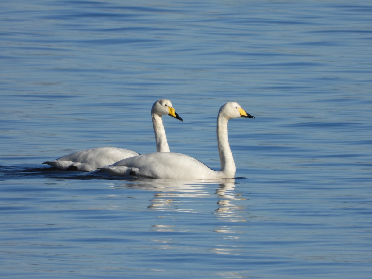 Rare Birds in Spain. Bird News 21-31 December 2023