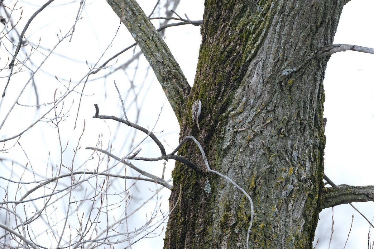 Brown Creeper - ML612593439