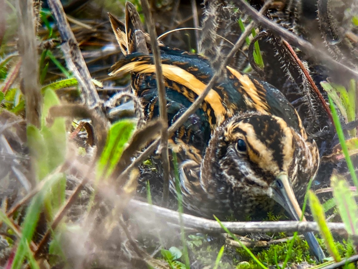 Jack Snipe - ML612593455