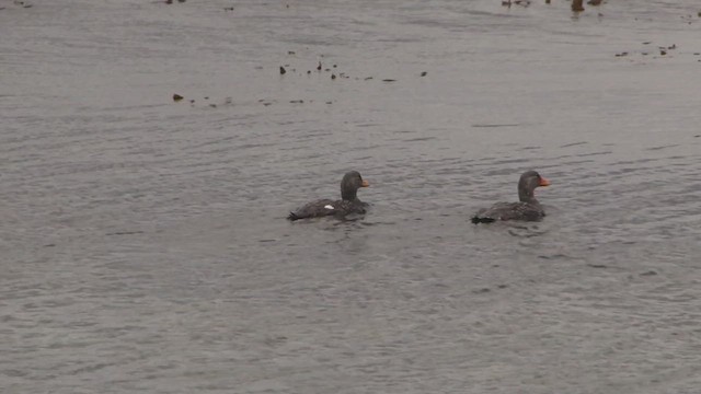 Flightless Steamer-Duck - ML612593460