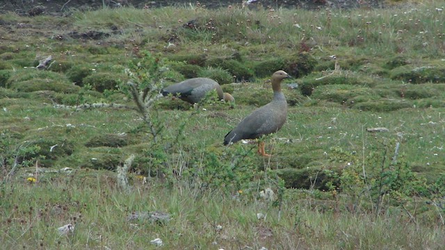 Ruddy-headed Goose - ML612593491