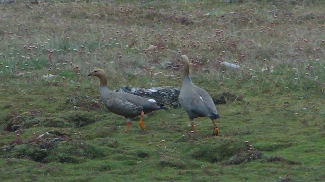 Ruddy-headed Goose - ML612593492